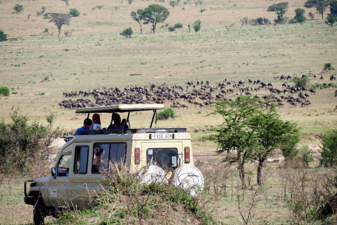 Safari w Tanzanii